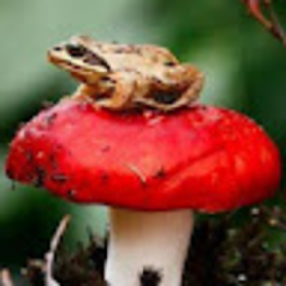 jaethemushroom